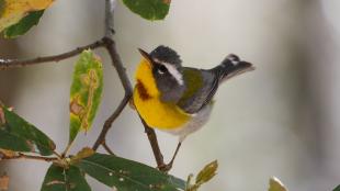 Crescent-chested Warbler