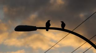 Crows on street light