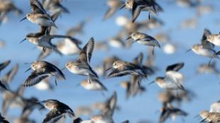 Flock of Dunlin