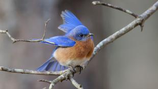 Eastern Bluebird