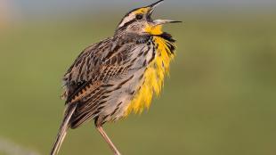 Eastern Meadowlark