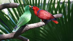 Eclectus Parrots