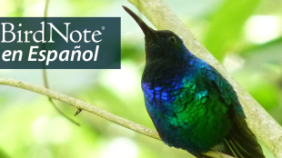 A black hummingbird with iridescent blue throat and green breast. "BirdNote en Español" appears in the top right corner.