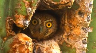 Elf Owl peeking out from a cactus