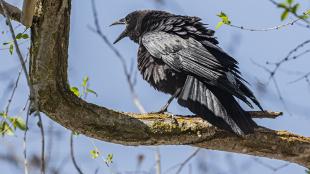 American Crow, beak open, calling while perched on a branch against a blue sky