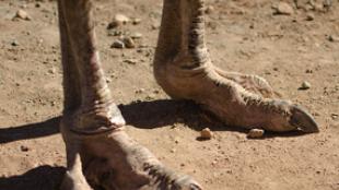 Ostrich feet