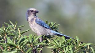 Florida Scrub-Jay with band