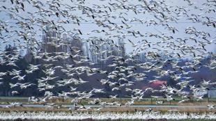 Snow Geese flock take flight