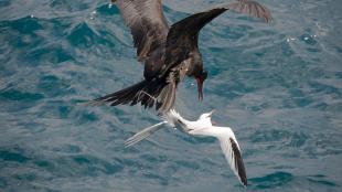 Frigatebird attacks Tropicbird