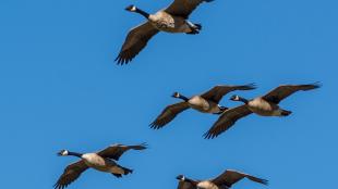 Canada Geese