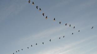 A flock of geese flying in V formation across a partly cloudy sky