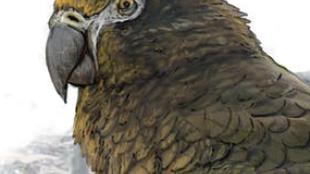 An artist's rendering of the extinct giant parrot of New Zealand