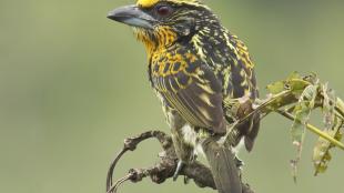 Gilded Barbet