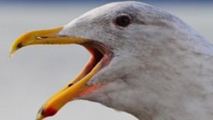 Glaucous-winged Gull