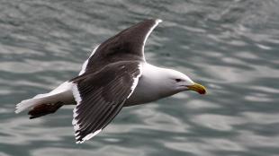 Great Black-backed Gull