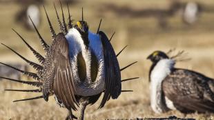 Greater Sage Grouse