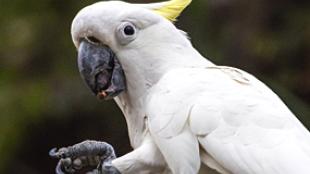 Sulphur-crested Cockatoo