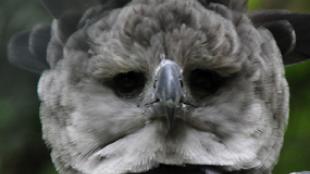 Harpy Eagle