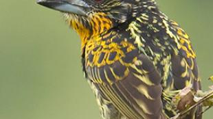 Gilded Barbet