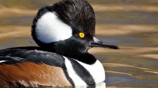 Hooded Merganser