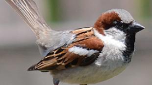 House Sparrow