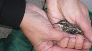 Brown Creeper