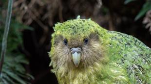 Kakapo