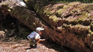 A child exploring the outdoors