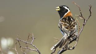 Lapland Longspur