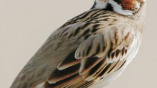 Lark Sparrow