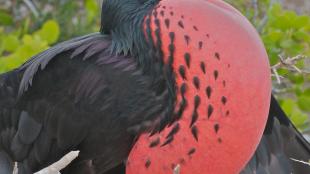 Magnificent Frigatebird with his red throat sac ballooned out with air