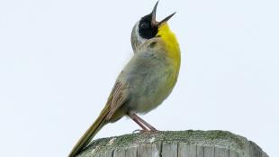 Male Common Yellowthroat singing