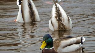 Three male Mallard ducks, two of them with their rear ends in the air and their heads underwater as they "dabble" for food.