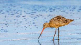 Marbled Godwit