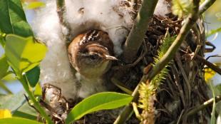 Marsh Wren peeking out of its nest