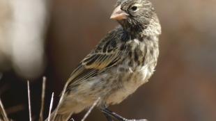 Medium Ground Finch