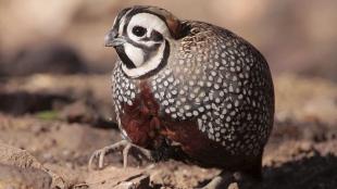 Montzuma Quail