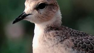 Mountain Plover