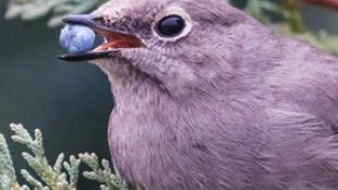 Townsend's Solitaire