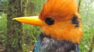 Mountain Kingfisher