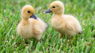 Two Muscovy ducklings standing on grass, their soft fuzzy yellow bodies and dark eyes and beaks seen in overcast light.