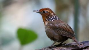 Musician Wren