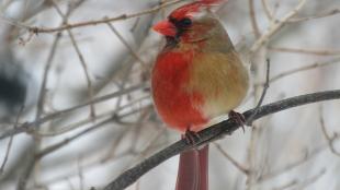 A Northern Cardinal showing male plumage coloration on its right side, female plumage coloration on its left side.