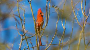 Male Northern Cardinal singing