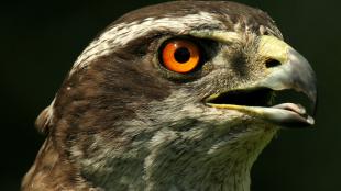 Northern Goshawk