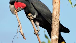 Palm Cockatoo