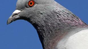 Closeup photo of Rock Pigeon in profile