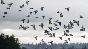 Pigeon flock