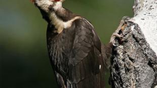 Pileated Woodpecker