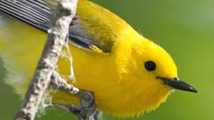 Prothonotary Warbler